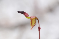 Caleana nigrita