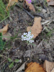 Lobularia