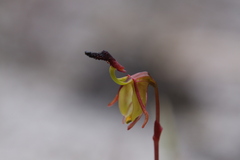 Caleana nigrita