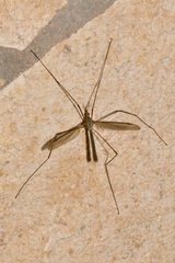 Tipula