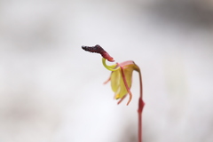 Caleana nigrita