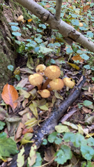 Pholiota squarrosa