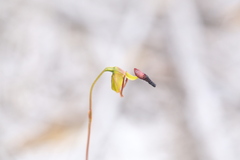 Caleana nigrita
