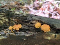 Pholiota granulosa
