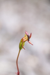 Caleana nigrita