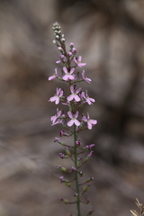 Stylidium araeophyllum