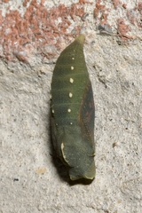 Lasiommata megera