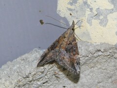 Hypena laceratalis