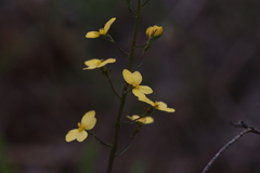 Stylidium diuroides