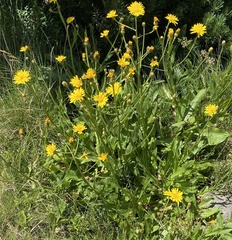 Senecio doronicum