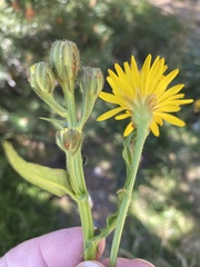 Senecio doronicum