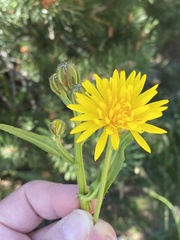 Senecio doronicum