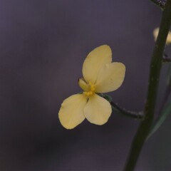 Stylidium diuroides
