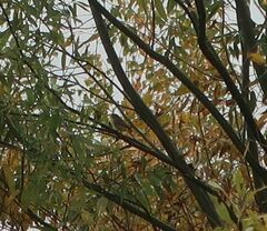 Phoenicurus phoenicurus