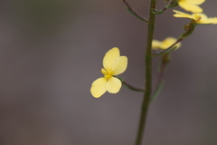 Stylidium diuroides