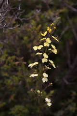 Stylidium diuroides
