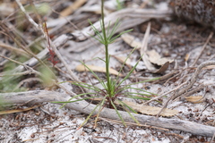 Stylidium diuroides
