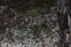 Stylidium diuroides