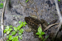 Occidozyga martensii