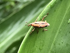 Sphenocorynes kosempoensis