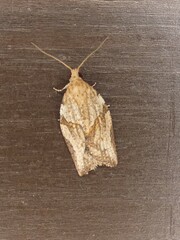 Epiphyas postvittana