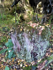 Cladonia gracilis