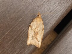 Epiphyas postvittana