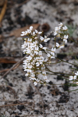 Stylidium rigidulum