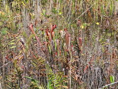 Sarracenia minor