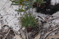 Stylidium araeophyllum