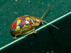 Paropsisterna gloriosa