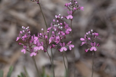 Stylidium araeophyllum
