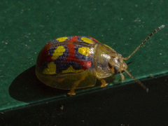 Paropsisterna gloriosa