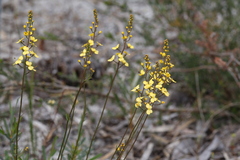 Stylidium diuroides