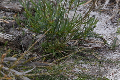 Stylidium diuroides