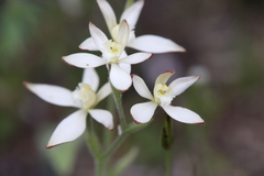 Caladenia marginata