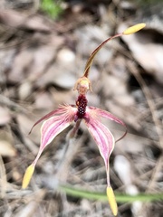 Caladenia plicata
