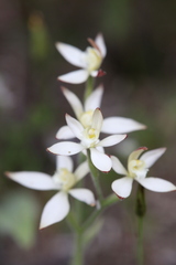 Caladenia marginata