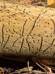 Pityogenes bidentatus