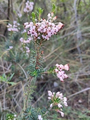 Erica multiflora