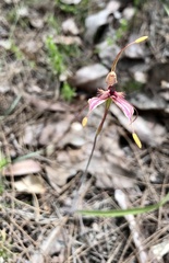 Caladenia plicata