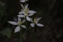 Caladenia marginata