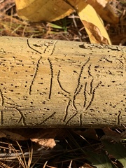 Pityogenes bidentatus