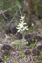 Caladenia marginata