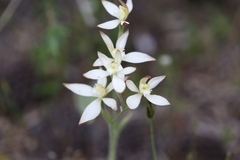 Caladenia marginata