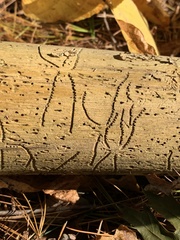 Pityogenes bidentatus