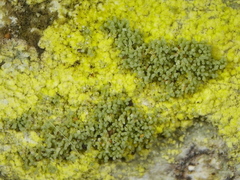 Pertusaria coccodes