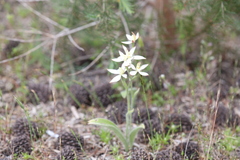Caladenia marginata