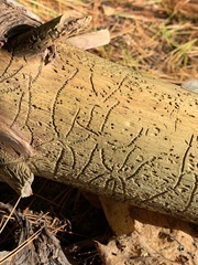 Pityogenes bidentatus