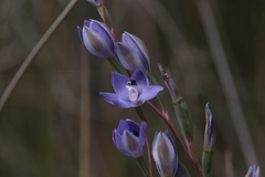 Thelymitra paludosa